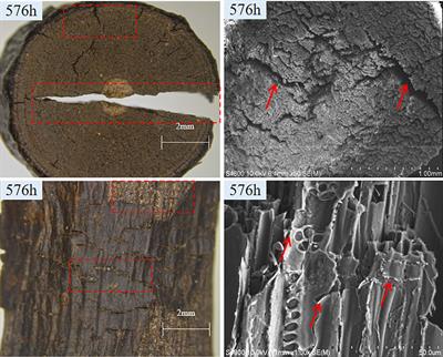 Chemical characteristics of Salix psammophila sand barriers are accelerated degradation by ultraviolet irradiation and water